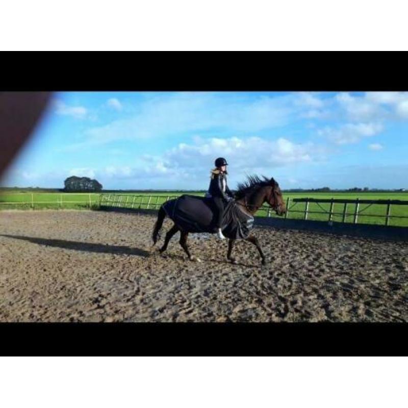 Bijrijder gezocht, bijrijd paard aangeboden
