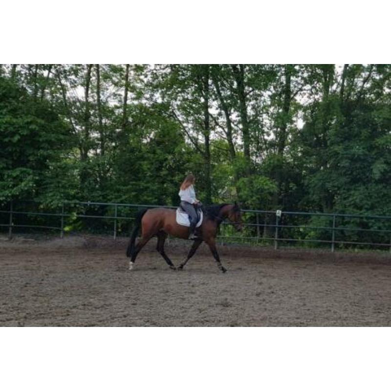 Bijrijder gezocht, bijrijd paard aangeboden