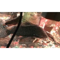 SYNDONTIS EUPTERUS vedervin meerval v20 cm & m 15 cm