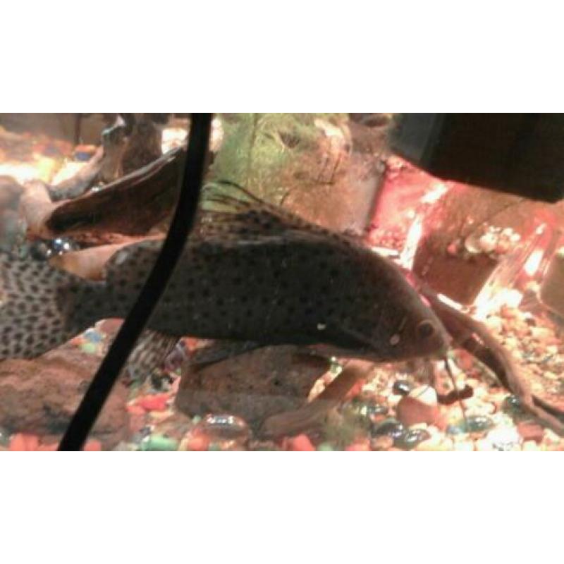 SYNDONTIS EUPTERUS vedervin meerval v20 cm & m 15 cm