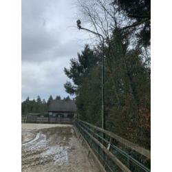 Paardenbak lichtmast 4 st met 8 led lampen