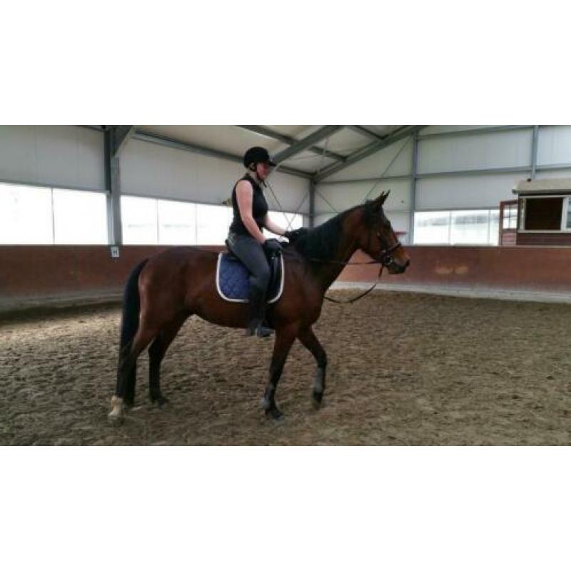 Bijrijder gezocht, bijrijd paard aangeboden