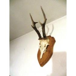 gewei reebok op houten schild