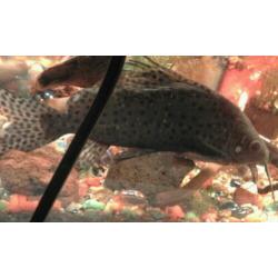 SYNDONTIS EUPTERUS vedervin meerval v20 cm & m 15 cm