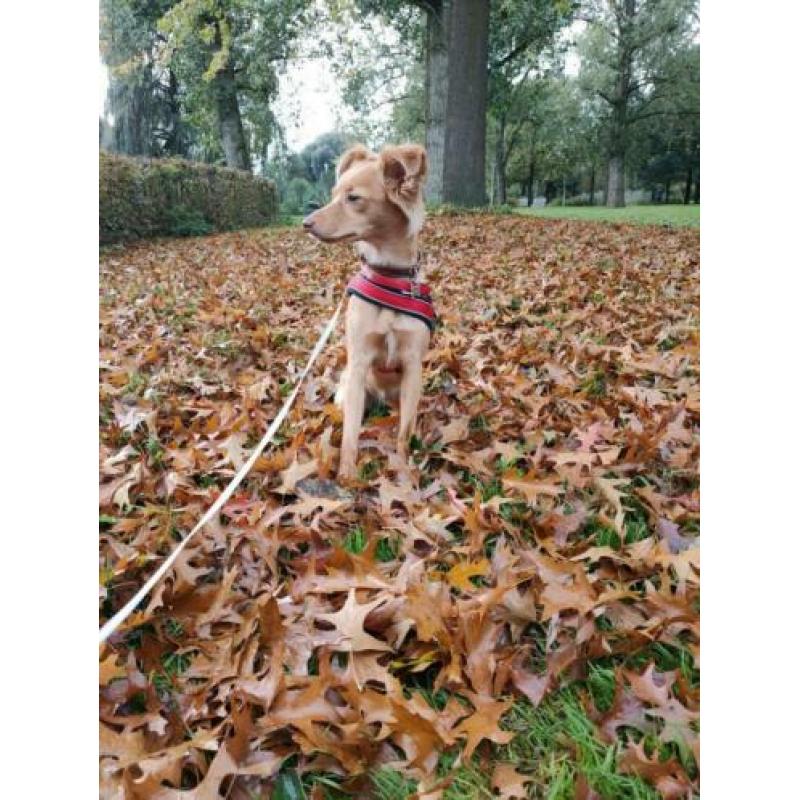 Goud mandje gezocht voor onze lieve nova! ( Tollermix)