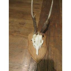 gewei reebok op houten schild