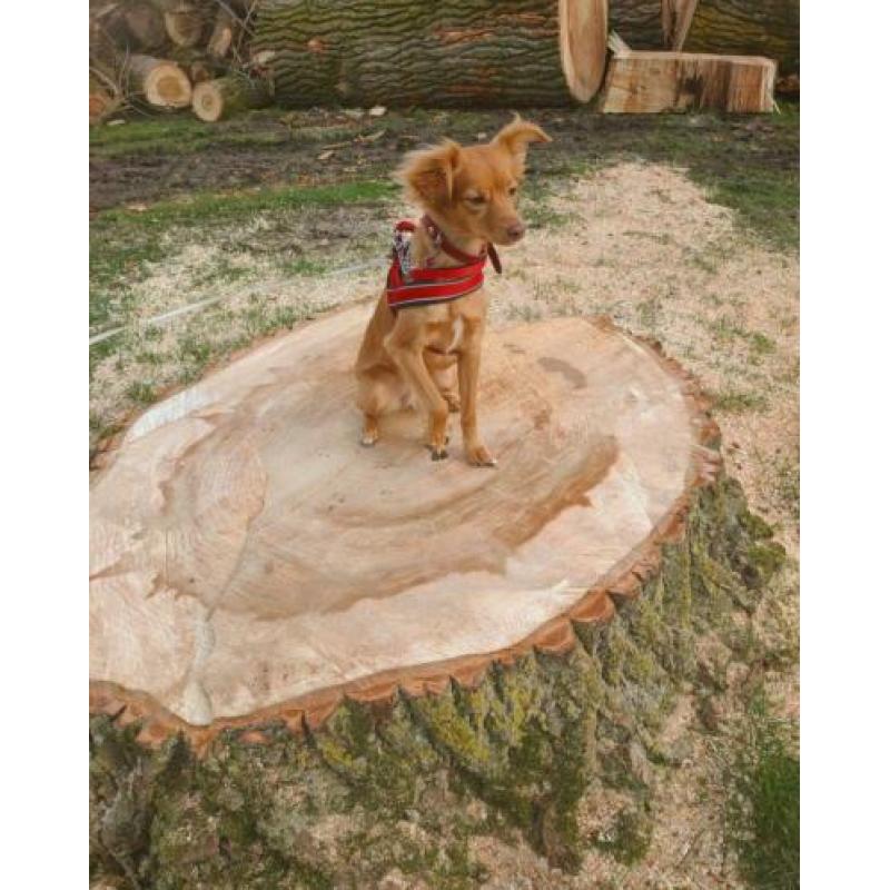 Goud mandje gezocht voor onze lieve nova! ( Tollermix)
