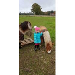 Verzorgpony gezocht