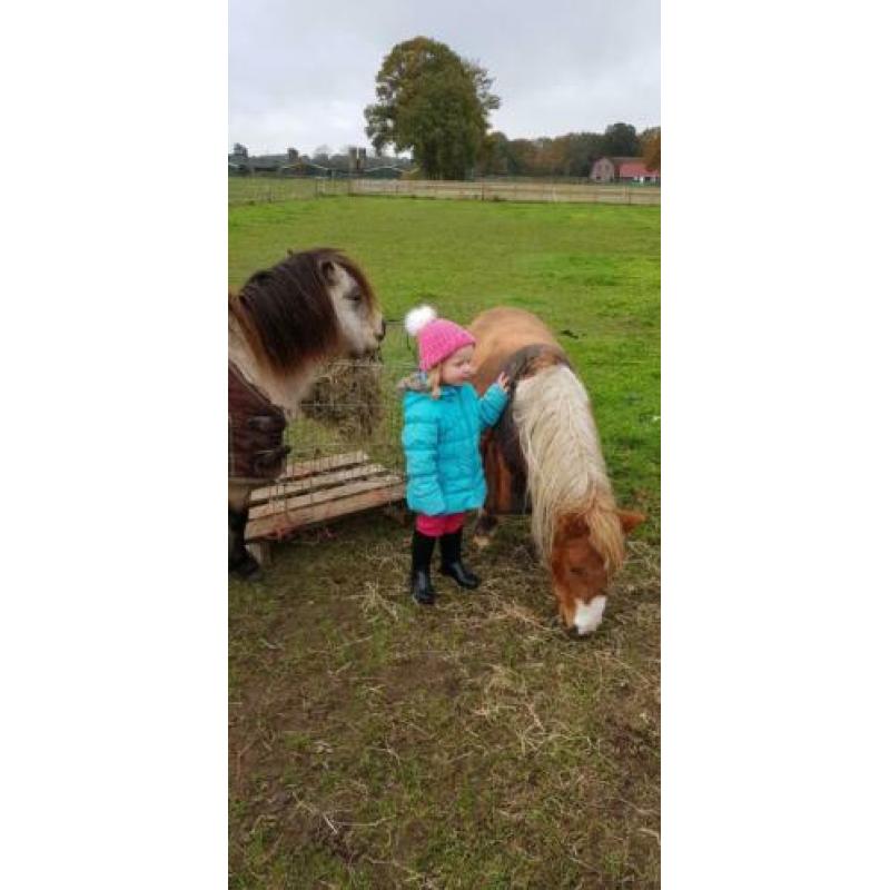 Verzorgpony gezocht