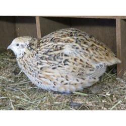 Broedeieren van (jumbo) Japanse kwartels speciale kleuren