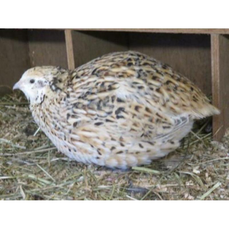 Broedeieren van (jumbo) Japanse kwartels speciale kleuren