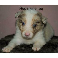 Border collie pups alle kleuren