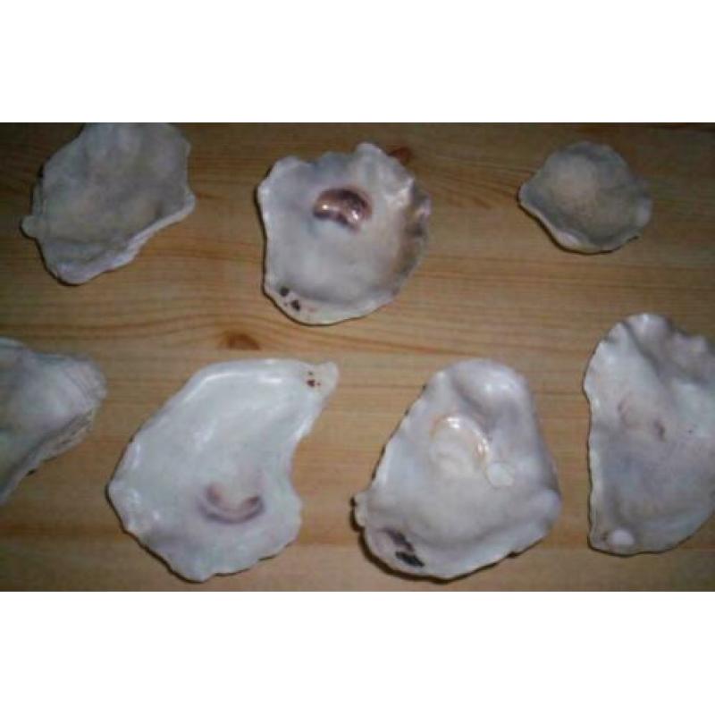 Verzameling Schelpen