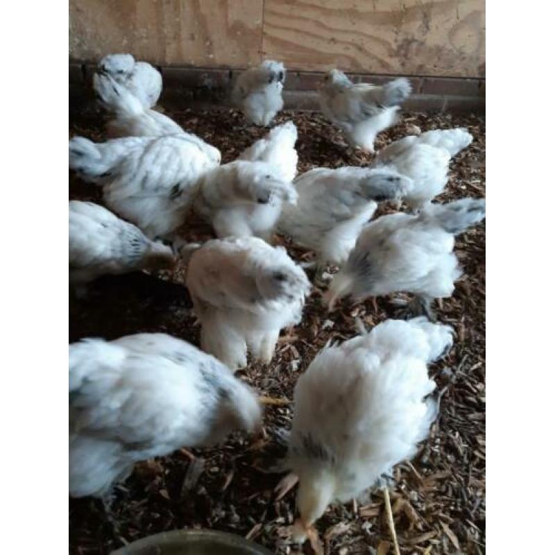 Brahma Columbia kippen en kuikens