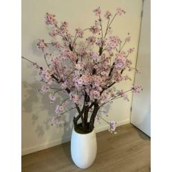 EYECATHER! Roze kersenbloesem in pot +/- 160cm hoog