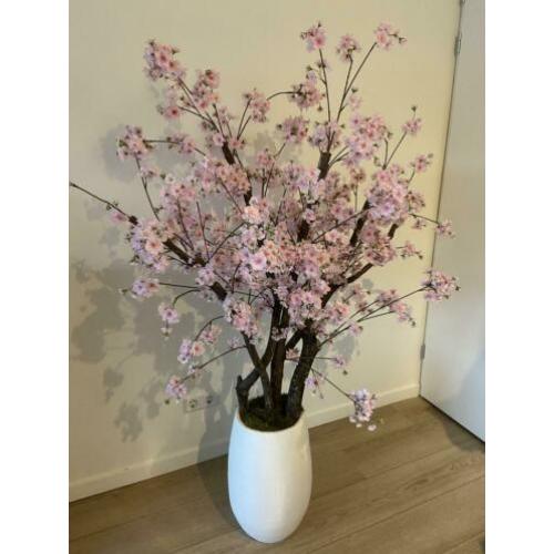 EYECATHER! Roze kersenbloesem in pot +/- 160cm hoog