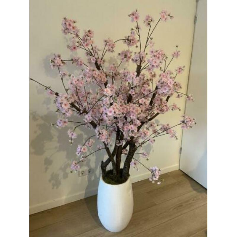 EYECATHER! Roze kersenbloesem in pot +/- 160cm hoog