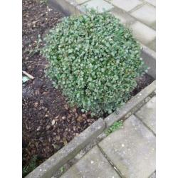 buxus