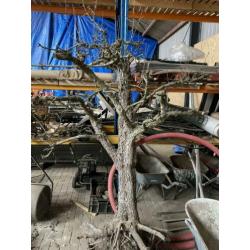 Sierhout oude perenboom dode takken siertak