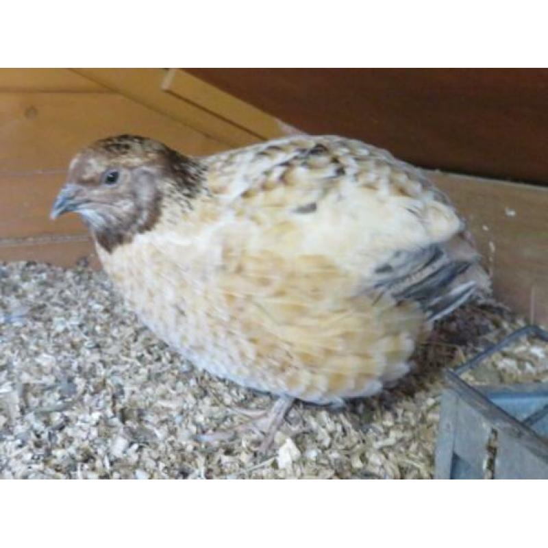Broedeieren van (jumbo) Japanse kwartels speciale kleuren