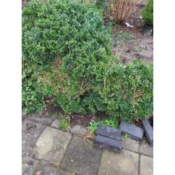 buxus