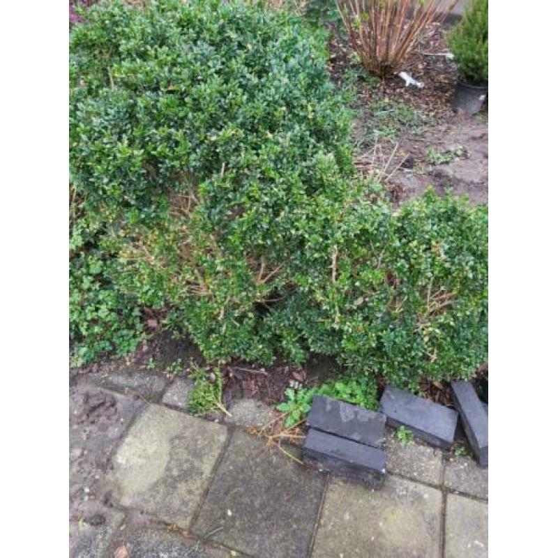 buxus
