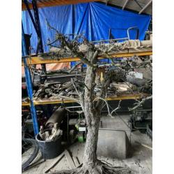 Sierhout oude perenboom dode takken siertak