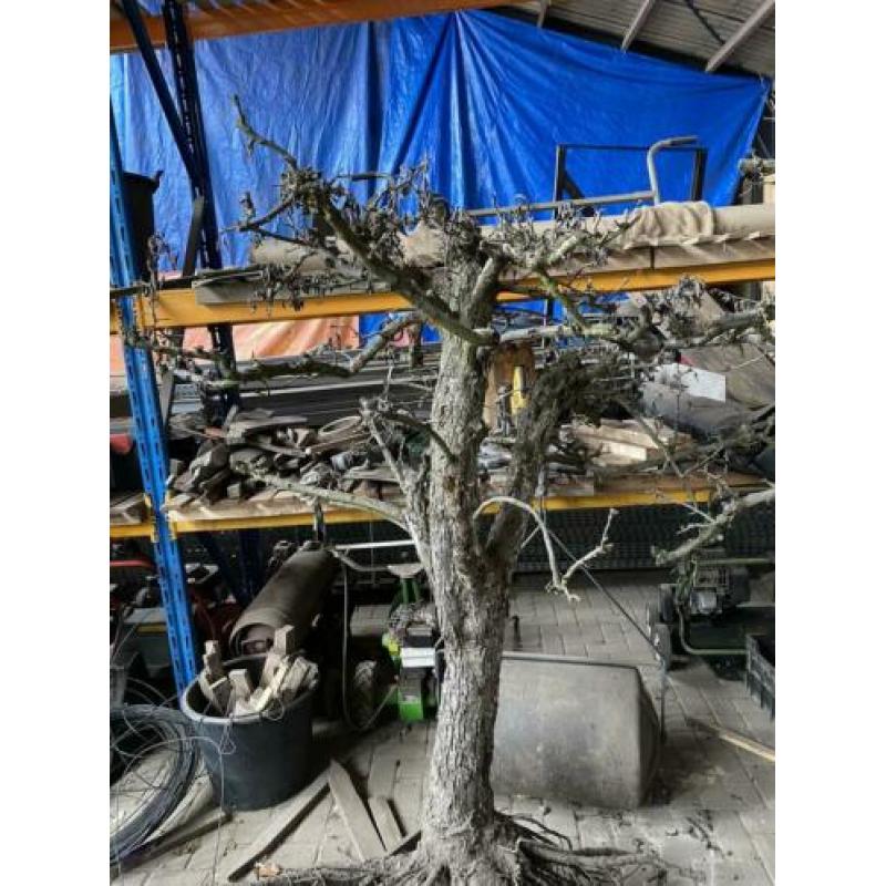 Sierhout oude perenboom dode takken siertak