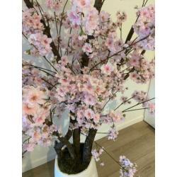 EYECATHER! Roze kersenbloesem in pot +/- 160cm hoog