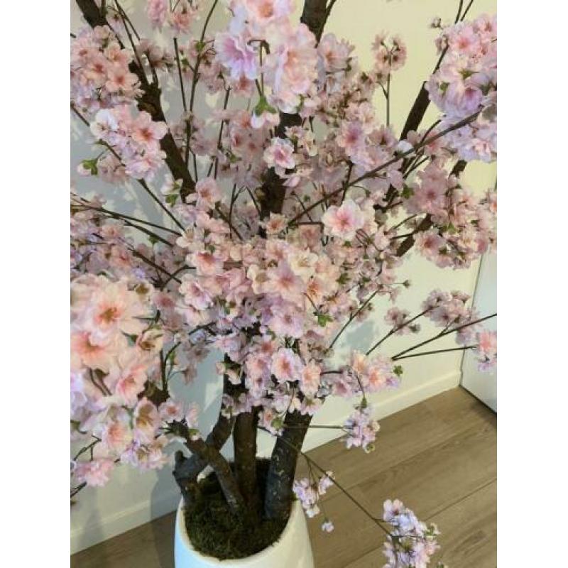 EYECATHER! Roze kersenbloesem in pot +/- 160cm hoog