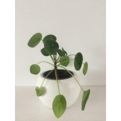 Pannenkoekplant pilea