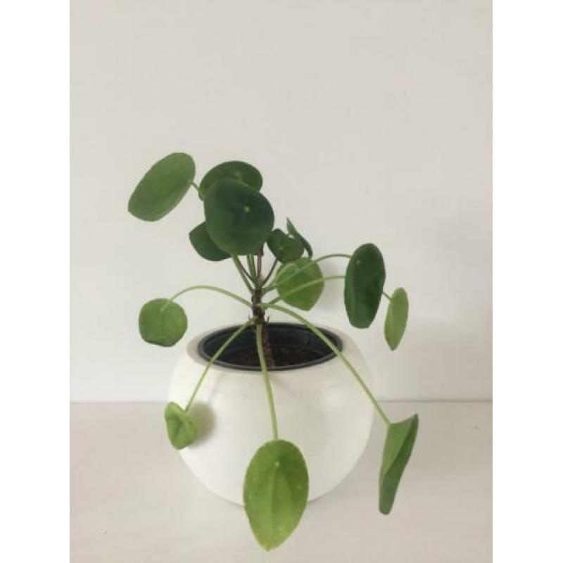 Pannenkoekplant pilea