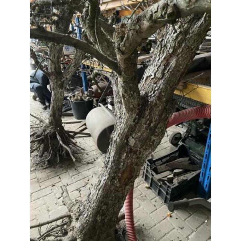 Sierhout oude perenboom dode takken siertak
