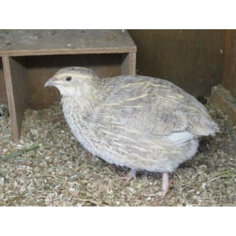 Broedeieren van (jumbo) Japanse kwartels speciale kleuren