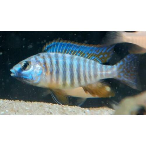 Malawi cichlide - Aulonocara Stuartgranti