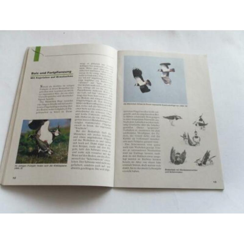 Duits boekje over kievit , Der Kiebitz Vogel des Jahres 1996