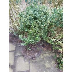 buxus