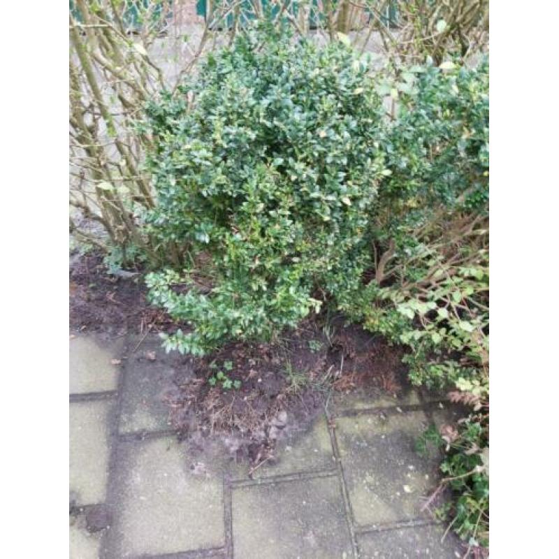 buxus