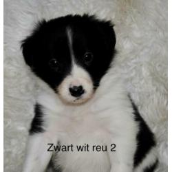 Border collie pups alle kleuren