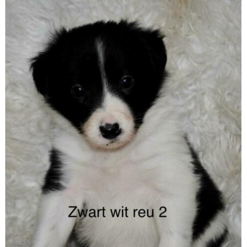 Border collie pups alle kleuren