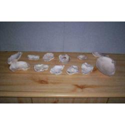 Verzameling Schelpen