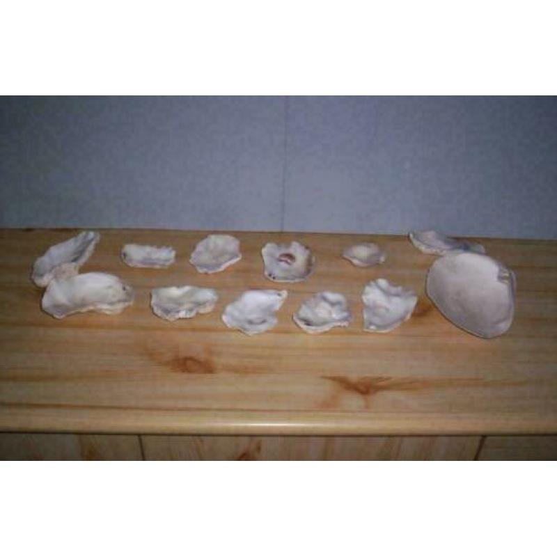Verzameling Schelpen