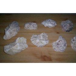Verzameling Schelpen
