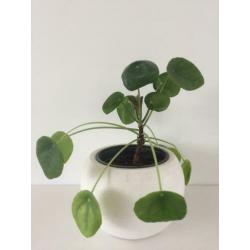 Pannenkoekplant pilea