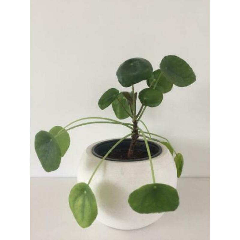 Pannenkoekplant pilea