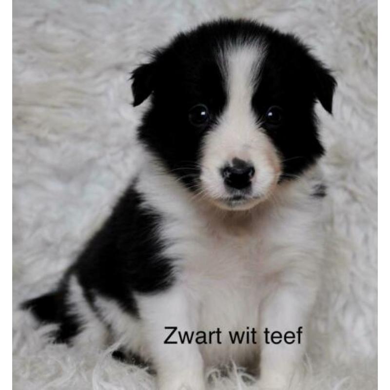Border collie pups alle kleuren