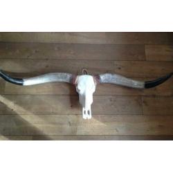 Skulls longhorn buffel schedel longhorn skull dierenschedel