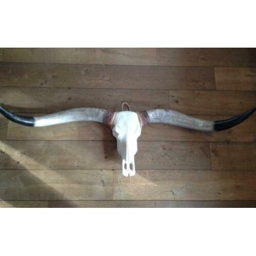 Skulls longhorn buffel schedel longhorn skull dierenschedel