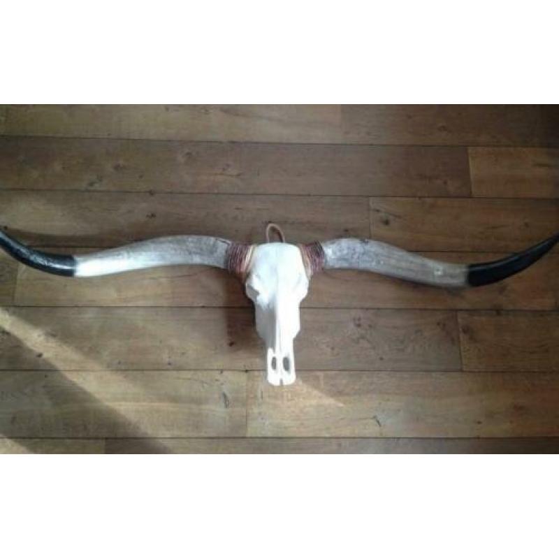 Skulls longhorn buffel schedel longhorn skull dierenschedel