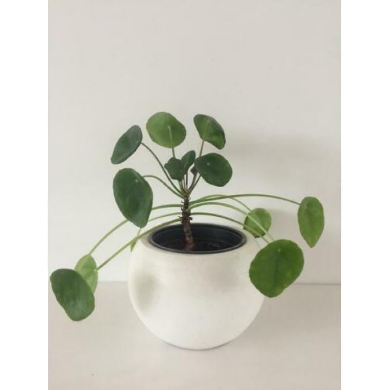 Pannenkoekplant pilea